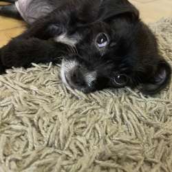 Chihuahua, female, 3 month