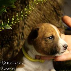 Basenji puppies фото 3