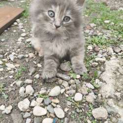 Котята в добрые руки в Нальчике фото 7