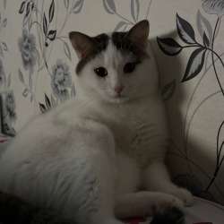 отдам кота в добрые руки