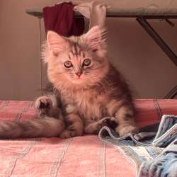 Котята в Румянцево