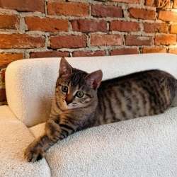 Котенок в добрые руки