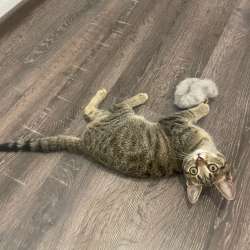 Котенок