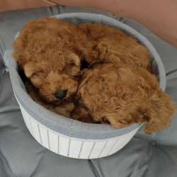 Карликовый Пудель Poodle