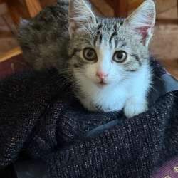 Котенок в добрые руки мальчик