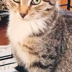 Котенок Зайка с белыми лапками ищет дом в Санкт-Петербурге фото 5