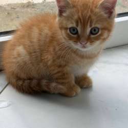 котята в Краснодаре