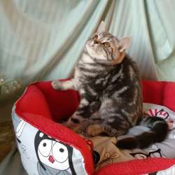 Шотландкие котята фото 3