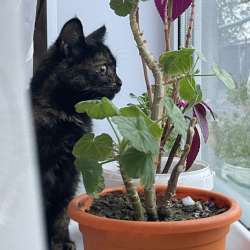 Трехцветная кошка ищет дом