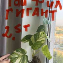 Распродаю цветы из Тая в Челябинске фото 12