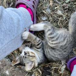 Игрунья и ласкушка ищет дом! в Волгограде фото 4