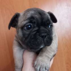 Продам цуцення (дівчинка)