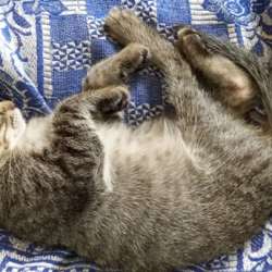 Котята в добрые руки в Рязани