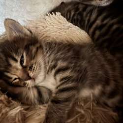 Котята бесплатно в Томилино фото 4