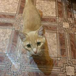 Котенок мальчик в Ревде фото 4