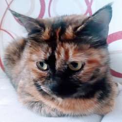 3-летняя кошка-черепашка даром