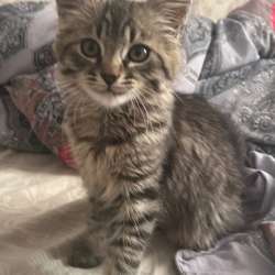 котенок в Уфе фото 3