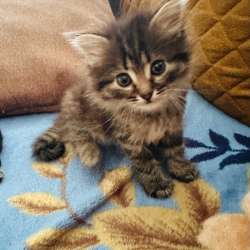 Отдам игривых котят) в Красноармейске