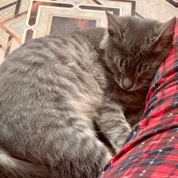 Отдам котенка в Чебоксарах