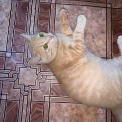 Котенок мальчик в Ревде