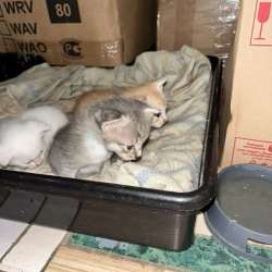 Котята в добрые руки в Москве
