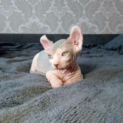 Котята канадского сфинкса (Бамбино - эльф) фото 10