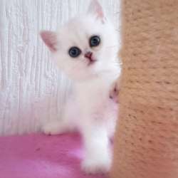 Красивые шикарные котята фото 5