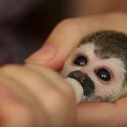 Monkey