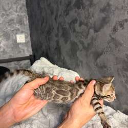 Бенгальские котята в Омске