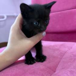 Котята ищут дом??‍⬛ в Краснодаре фото 3