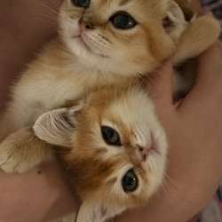 Продаётся котёнок