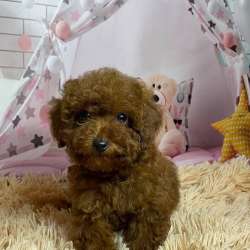 Невероятно красивые щенки той пуделя. Toy poodle фото 7