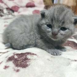 Продам котят фото 9