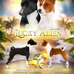 Basenji puppies