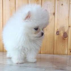 Мишка, померанский шпиц мини фото 4