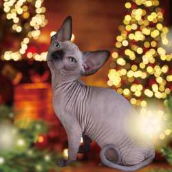 Sphynx