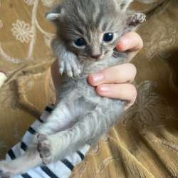 Котята в добрые руки в Махачкале фото 5