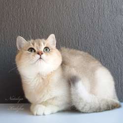 Британская кошечка