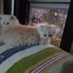 Продаются персидские котята