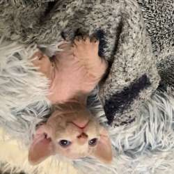 Котенок Минскин- Бамбино