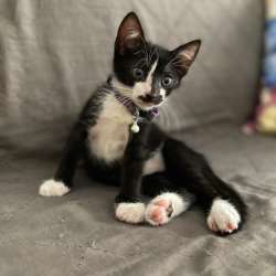 Черные котята-малыши ищут дом в Санкт-Петербурге фото 3
