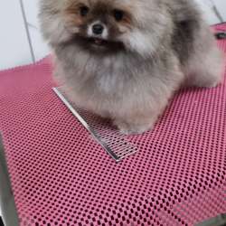 Pomeranian boo male. 2 months фото 4