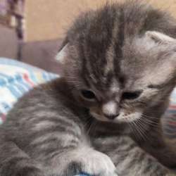 Котята шотландцы британцы фото 6