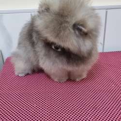 Pomeranian boo male. 2 months фото 6