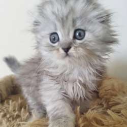 Шотландские котята фото 6