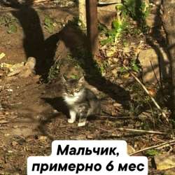 Котята бесплатно