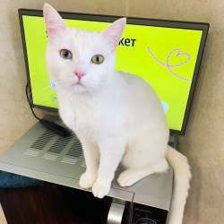 Красивый котик ищет дом