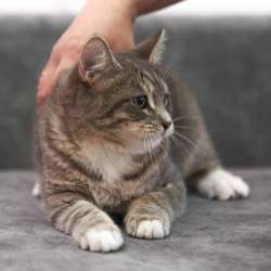 Котята в добрые руки в Одинцово фото 7