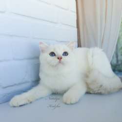 Подрощенный котик британец
