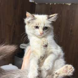 Отдам котят в добрые руки в Томске фото 5